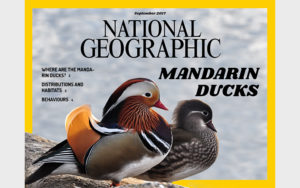 National Geographic Mandarin Ducks Graphic Design Layout | Monika Szucs